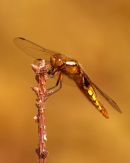 Immature_Male_Broad-bodied_Chaser